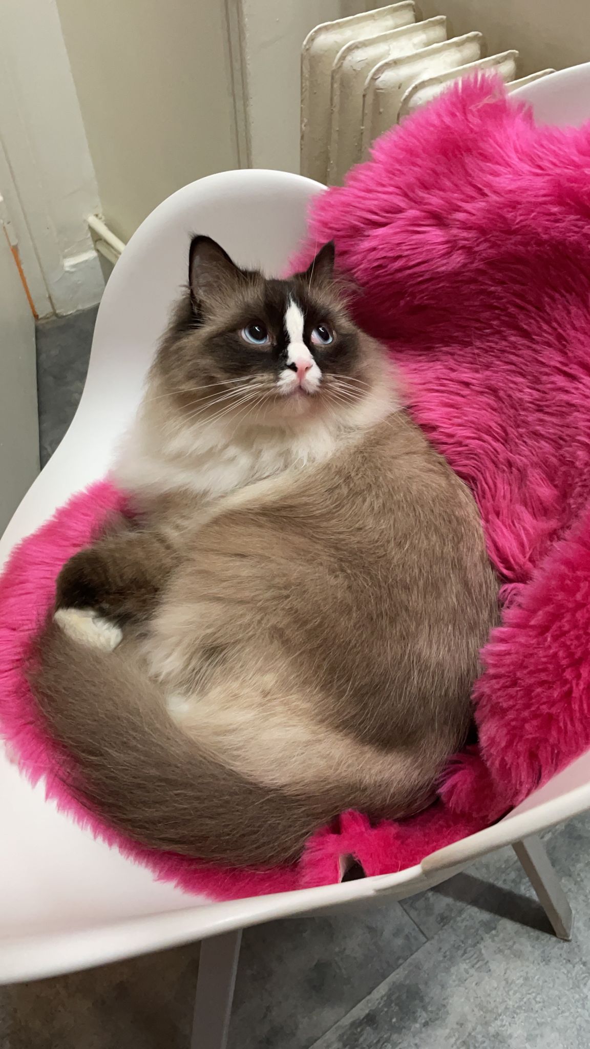 Ragdoll né à la chatterie - photo 18