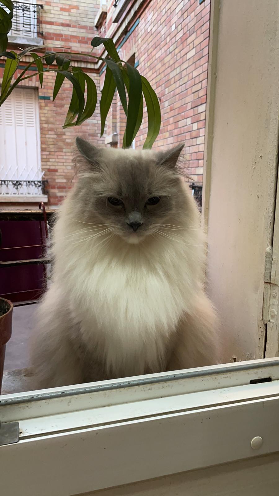 Ragdoll né à la chatterie - photo 19