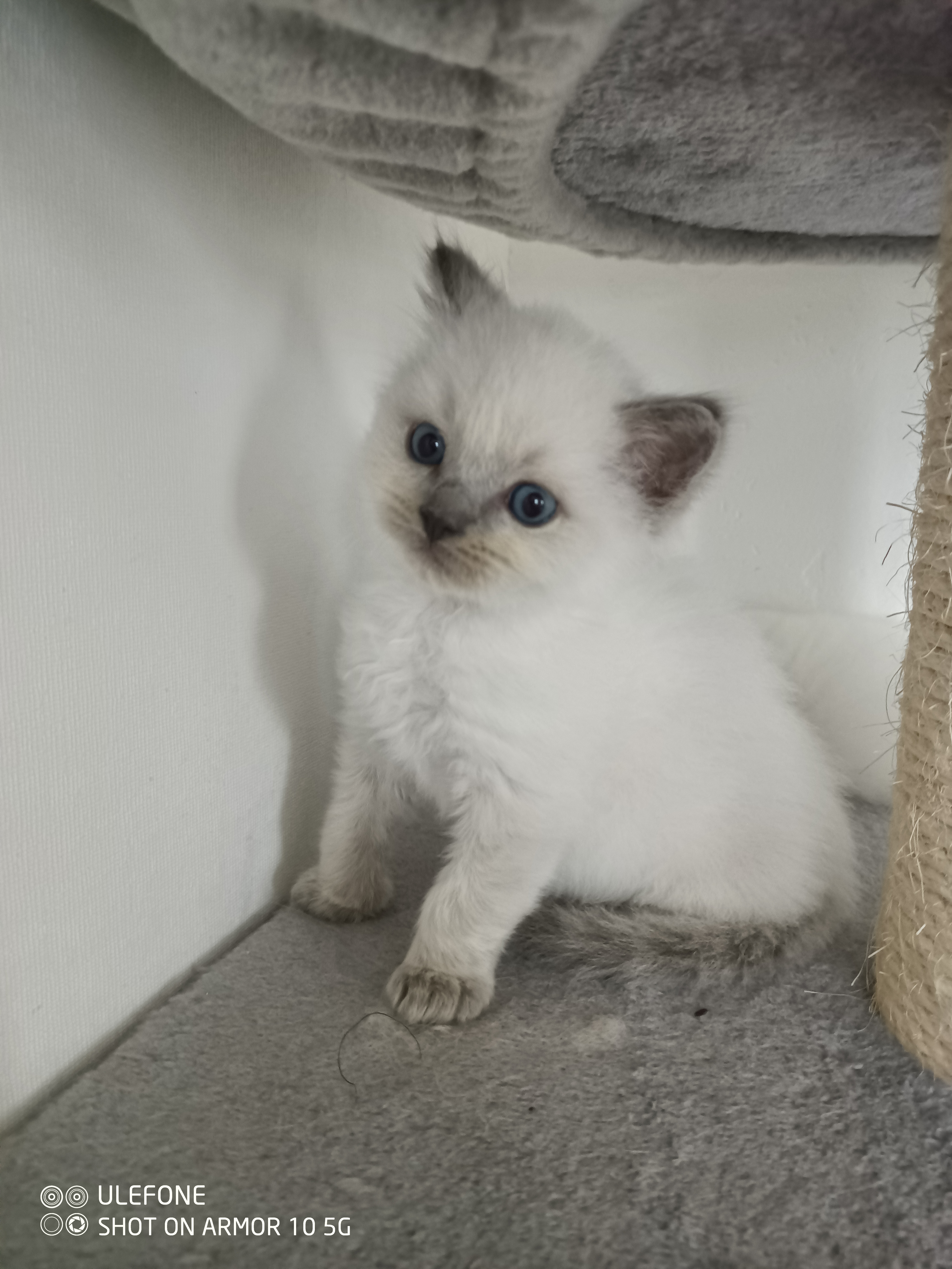 Ragdoll né à la chatterie - photo 15