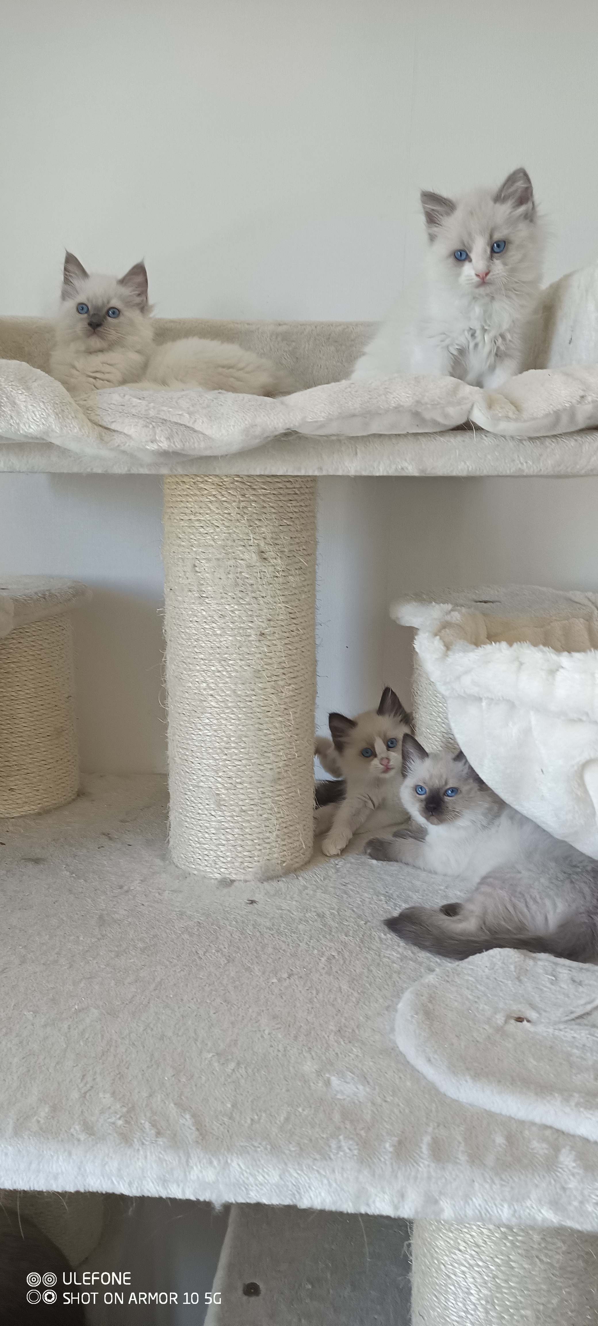Ragdoll né à la chatterie - photo 16
